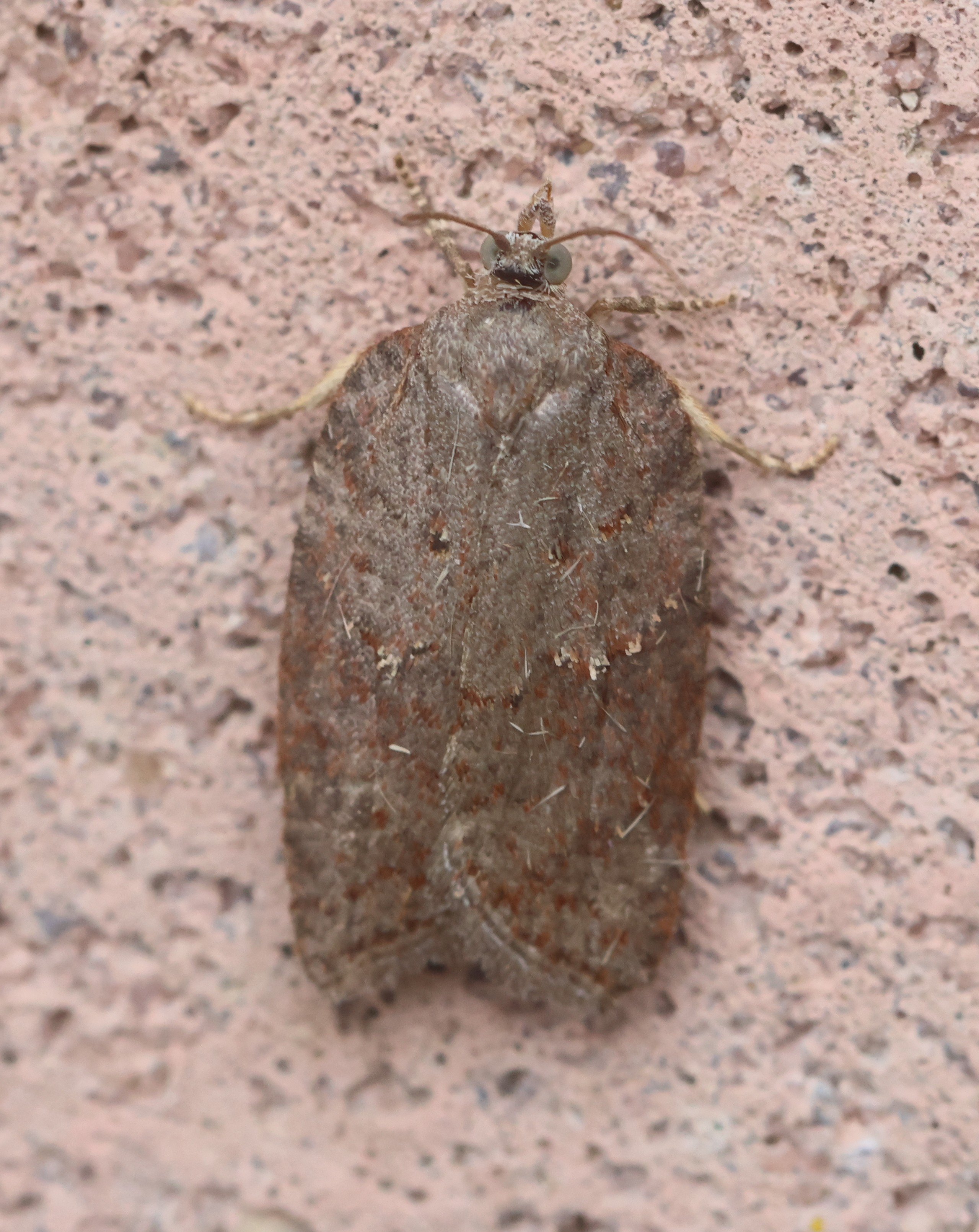 Photo of Ashy Button (Acleris sparsana)